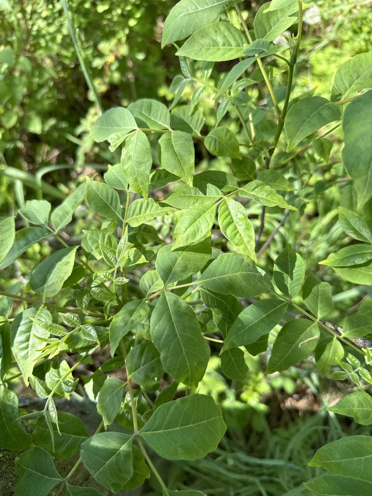 Imagem de Árvore-do-neem-japonês