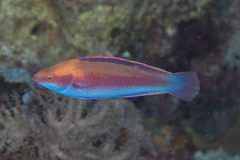 Cirrhilabrus beauperryi