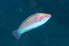 Cirrhilabrus beauperryi