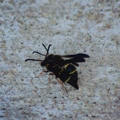 Ancistrocerus unifasciatus