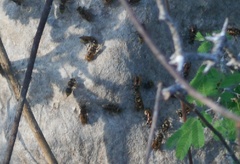 Brachygastra lecheguana