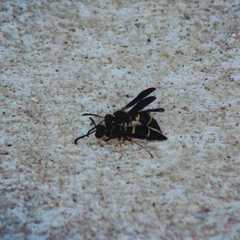Ancistrocerus unifasciatus