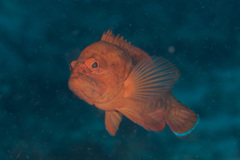 Cephalopholis spiloparaea