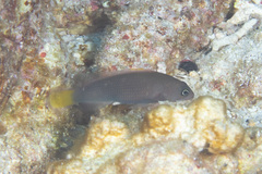 Pseudochromis marshallensis