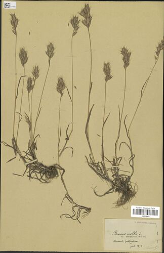 slender soft brome (Bromus lepidus)