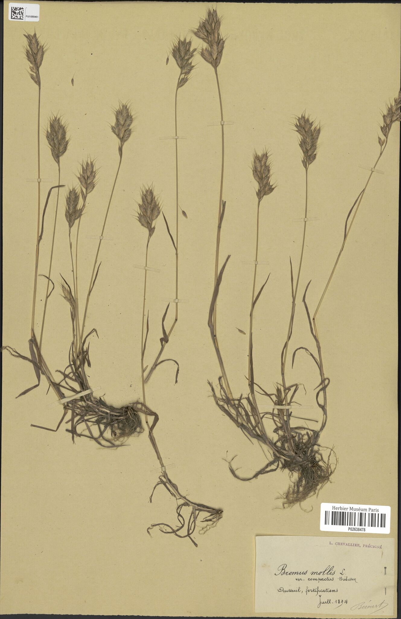 Bromus lepidus