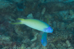 Hoplolatilus starcki