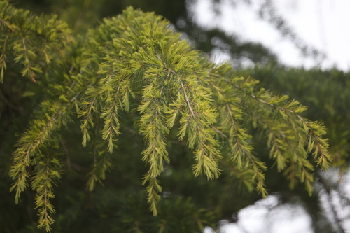 Image of Cedrus deodara by no rights reserved