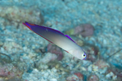 Nemateleotris decora