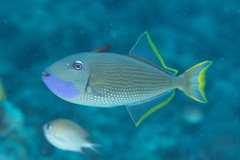 Xanthichthys auromarginatus