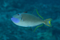 Xanthichthys auromarginatus