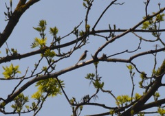 Motacilla cinerea