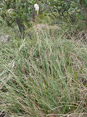 Cortaderia nitida