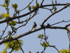 Motacilla cinerea