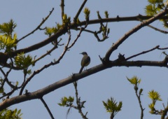 Motacilla cinerea