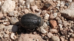 Pimelia