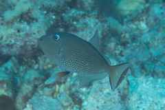 Xanthichthys auromarginatus