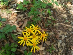 Packera coahuilensis