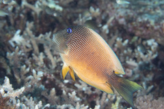 Ctenochaetus binotatus