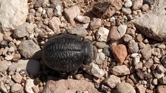 Pimelia