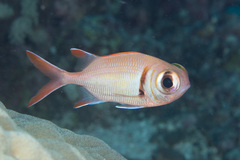 Pearly Soldierfish photo 2