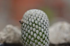 Mammillaria pectinifera