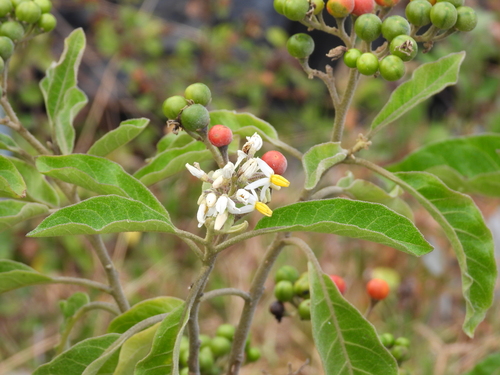 mullein nightshade