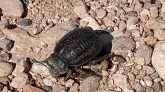 Pimelia