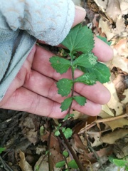 Packera coahuilensis