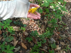 Packera coahuilensis