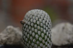 Mammillaria pectinifera
