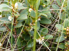 Hesperomeles