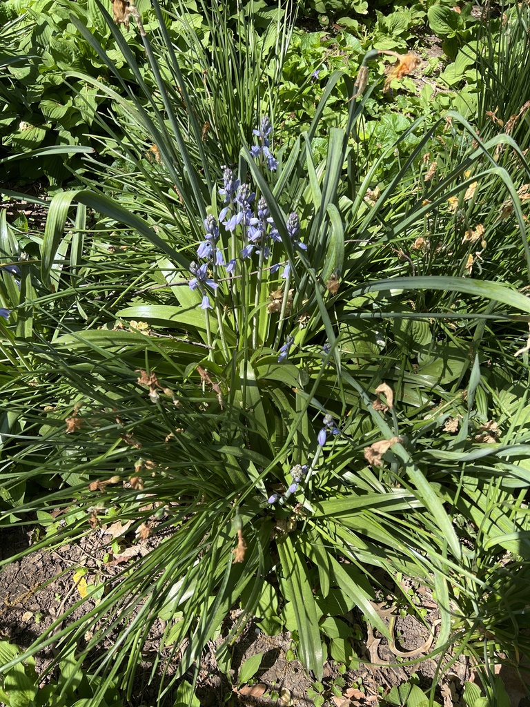Bluebells from Washington Square Park, New