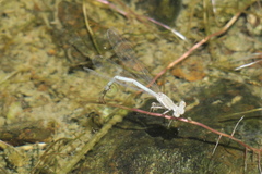 Arabicnemis caerulea