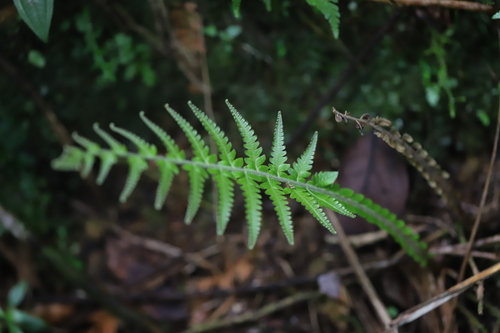 Deltoid Maiden Fern (Steiropteris deltoidea)