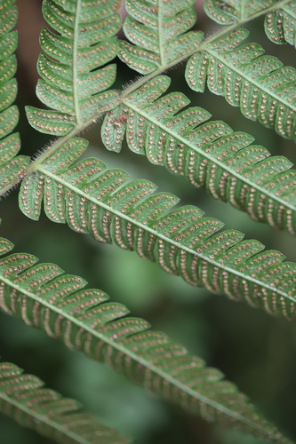 Image of Steiropteris deltoidea by (c) Steven Bodzin, some rights reserved (CC BY)