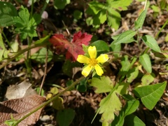 Ranunculus sierrae-orientalis