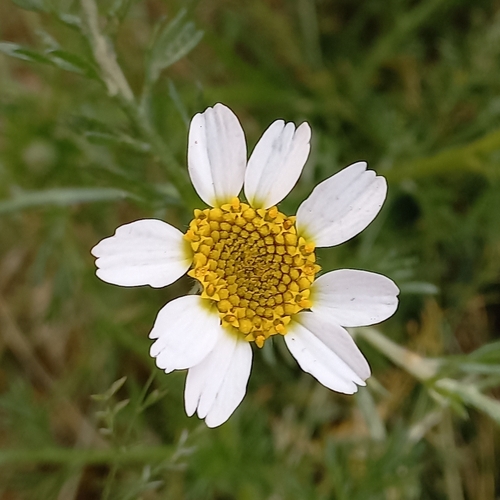 Image of Anacyclus clavatus by (c) frangp, some rights reserved (CC BY)