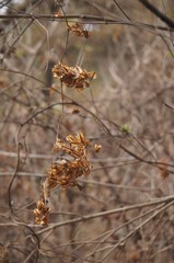 Dioscorea galeottiana