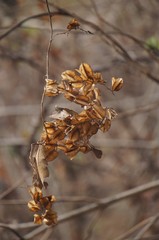 Dioscorea galeottiana