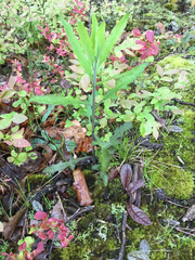 Aureolaria virginica