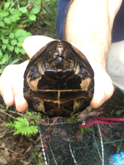 Sternotherus intermedius
