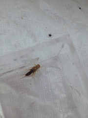 Perloidea