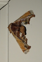 Eutelia pulcherrimus