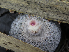 Epithelantha unguispina