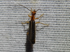 Podabrus brunnicollis