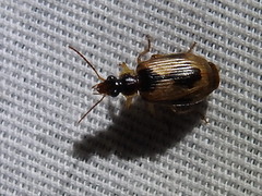 Lebia fuscata