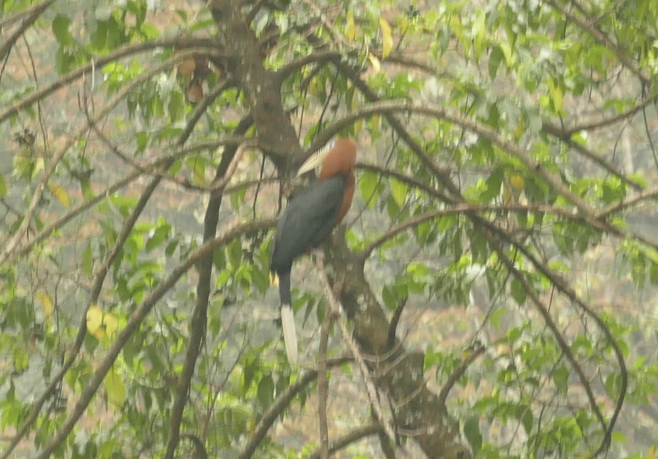 Rufous-necked Hornbill