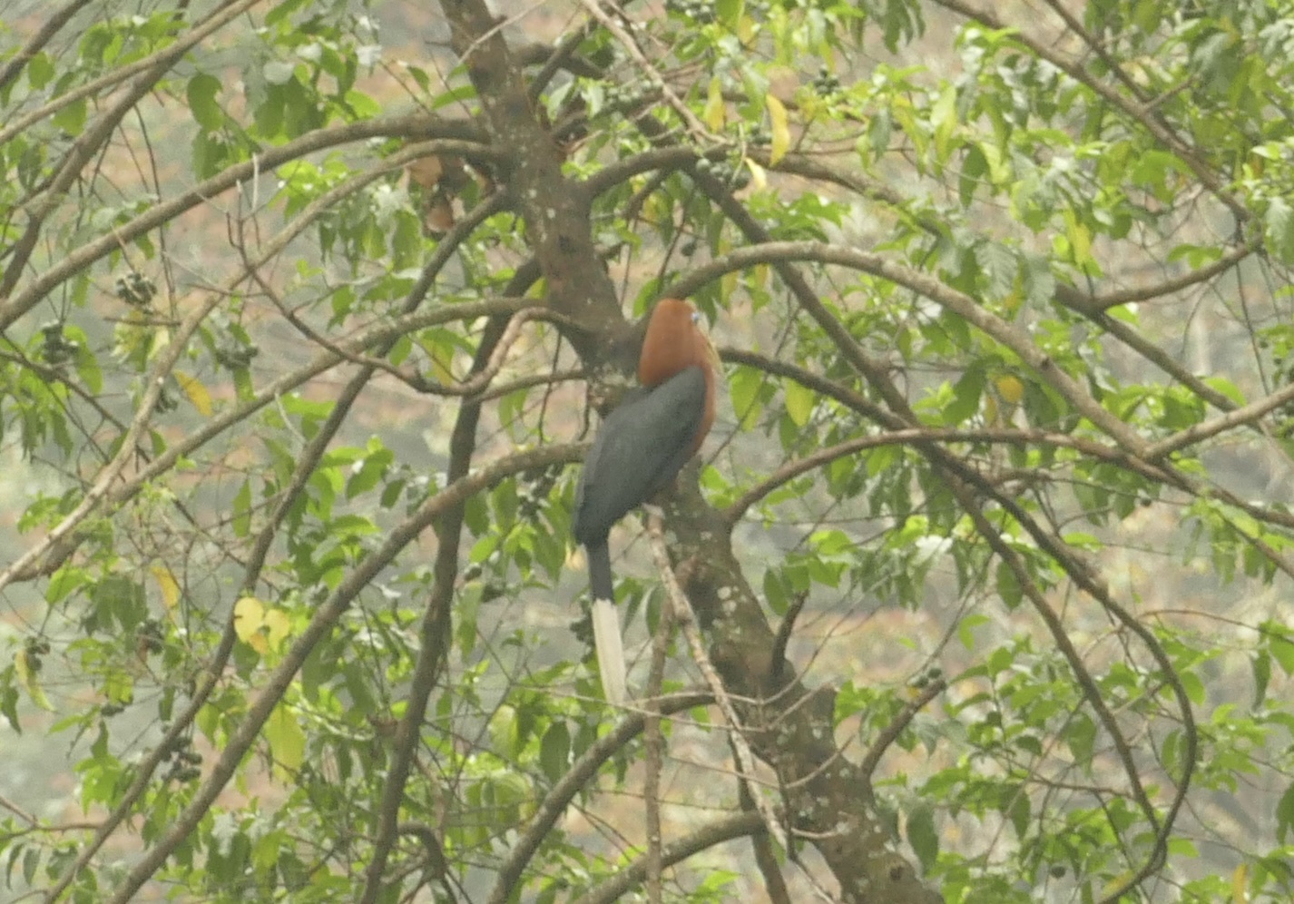 Rufous-necked Hornbill