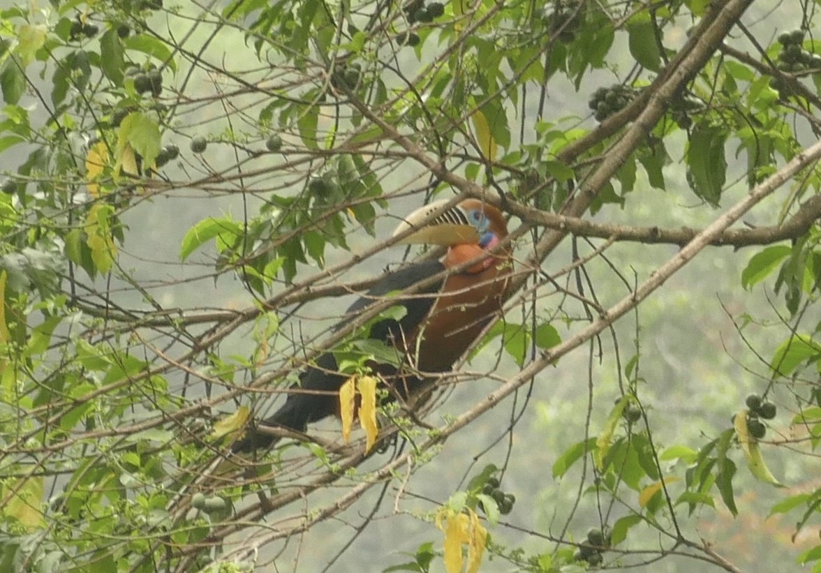 Rufous-necked Hornbill